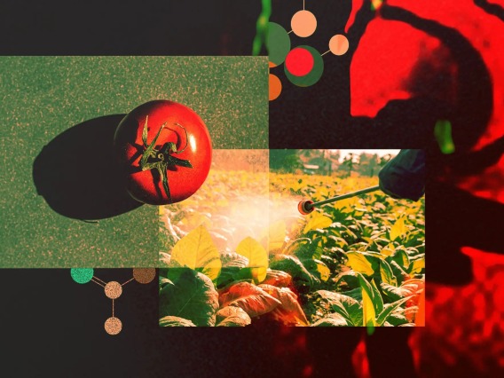 A stock image of a tomato being sprayed by a pesticide
