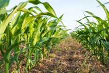 A stock image of a corn field 