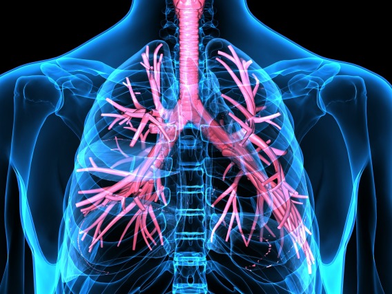 A stock image of a human respitory system 