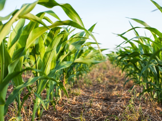 A stock image of a corn field 