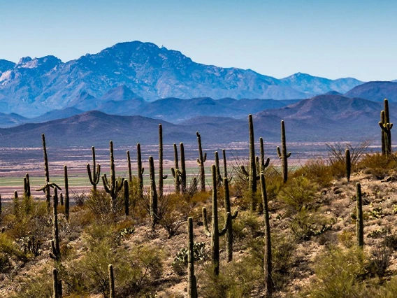 An image of the Sonoran Desert.