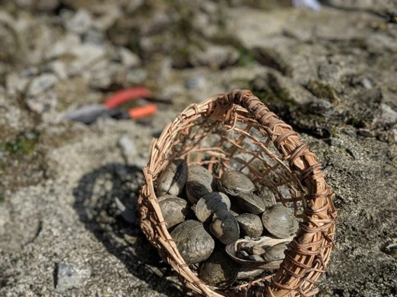 An image of clams in a basket.