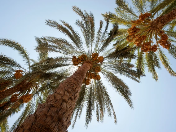 Three date palm canopies viewed from below