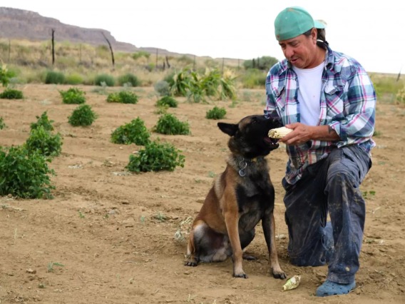 Michael Kotutwa Johnson plays fetch with his dog Soya, a Belgian Malinois, by hurling an ear of Hopi corn.
