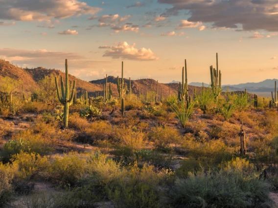 A stock image of an Arizona desert