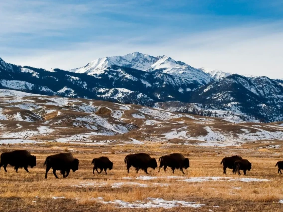 Group of Bison on a field. 