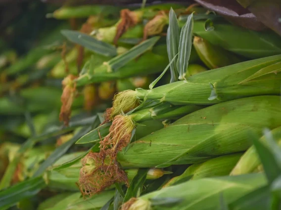 Image of crops