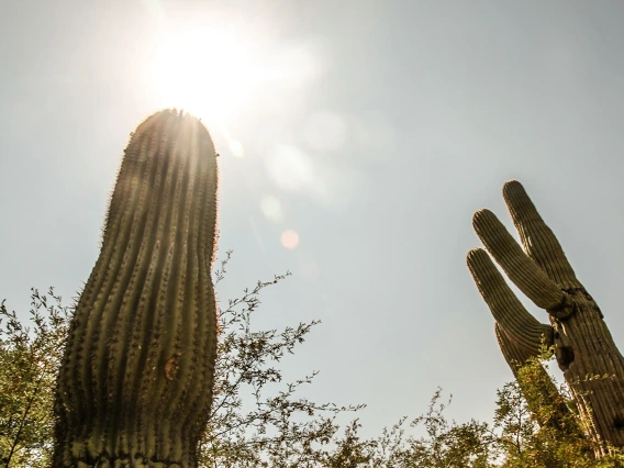 Saguaro cactus in the sun