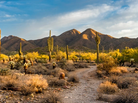 Image of Arizona Desert