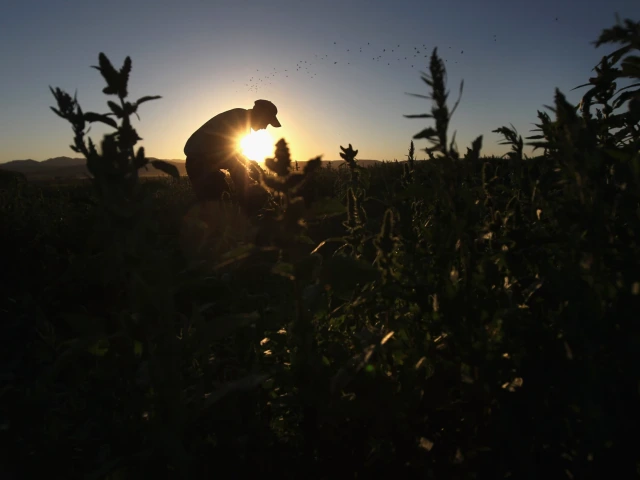 Image of a migrant farm worker from Mexico harvesting organic spinach.