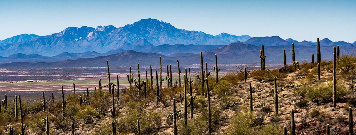 An image of the Sonoran Desert.