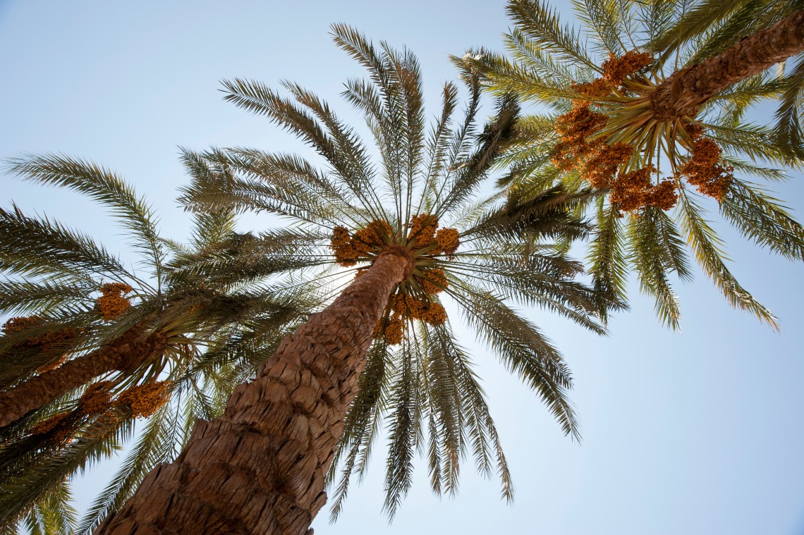 Three date palm canopies viewed from below