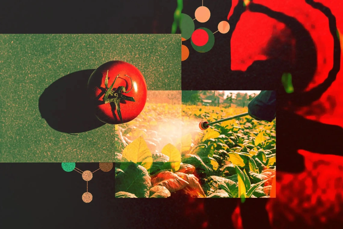 A stock image of a tomato being sprayed by a pesticide