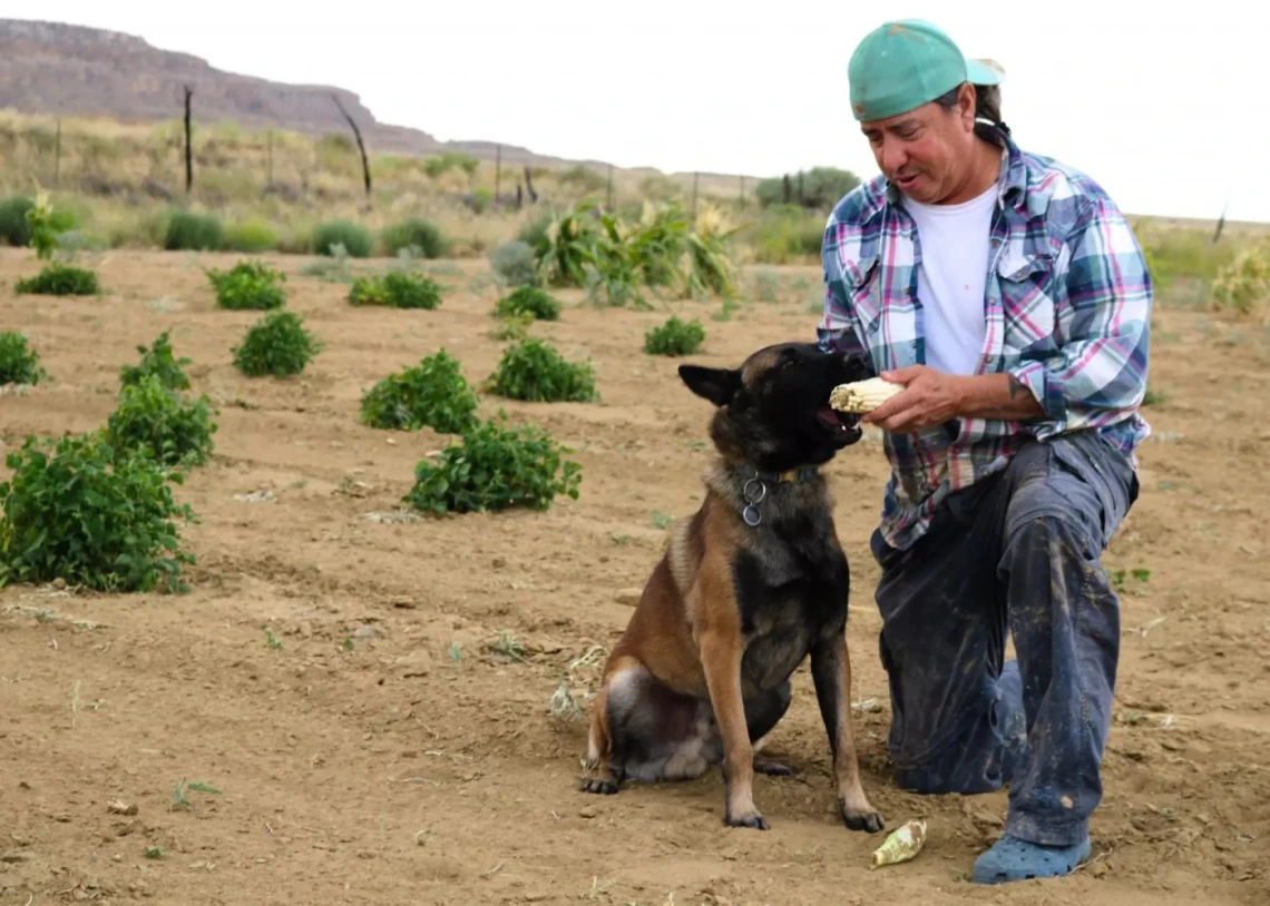 Michael Kotutwa Johnson plays fetch with his dog Soya, a Belgian Malinois, by hurling an ear of Hopi corn.