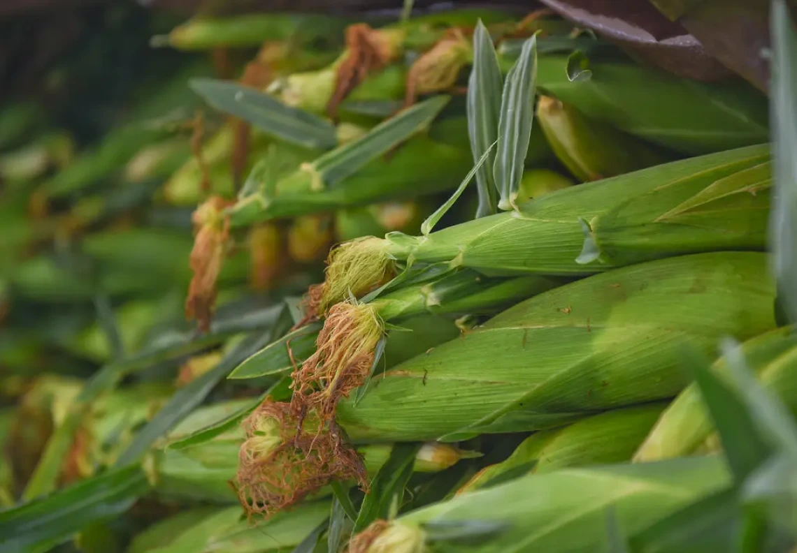 Image of crops