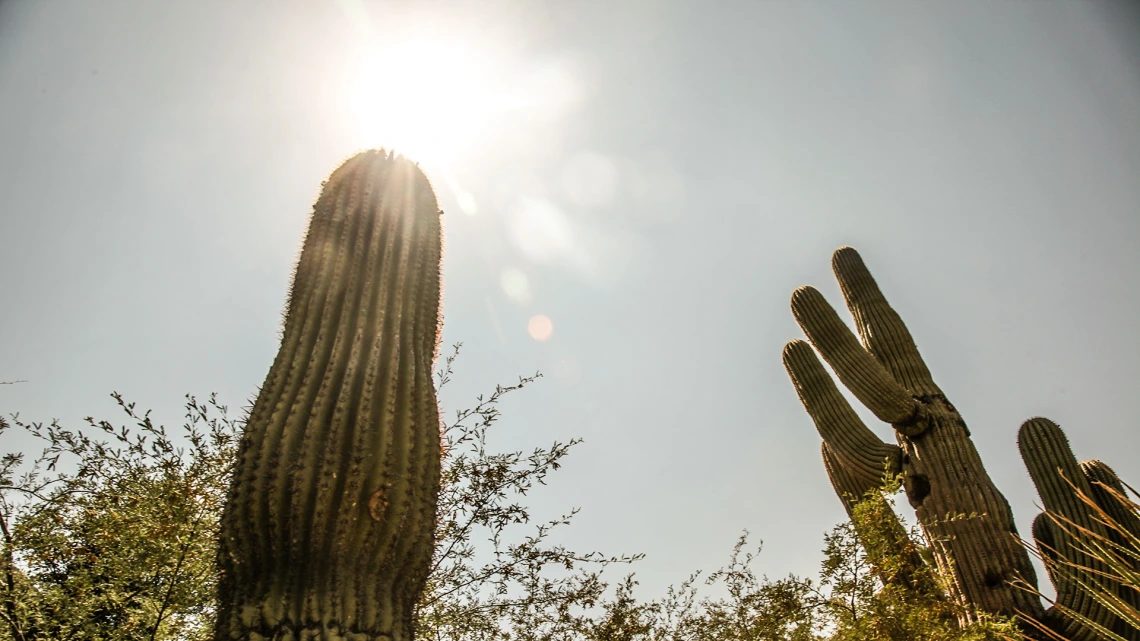 Saguaro cactus in the sun