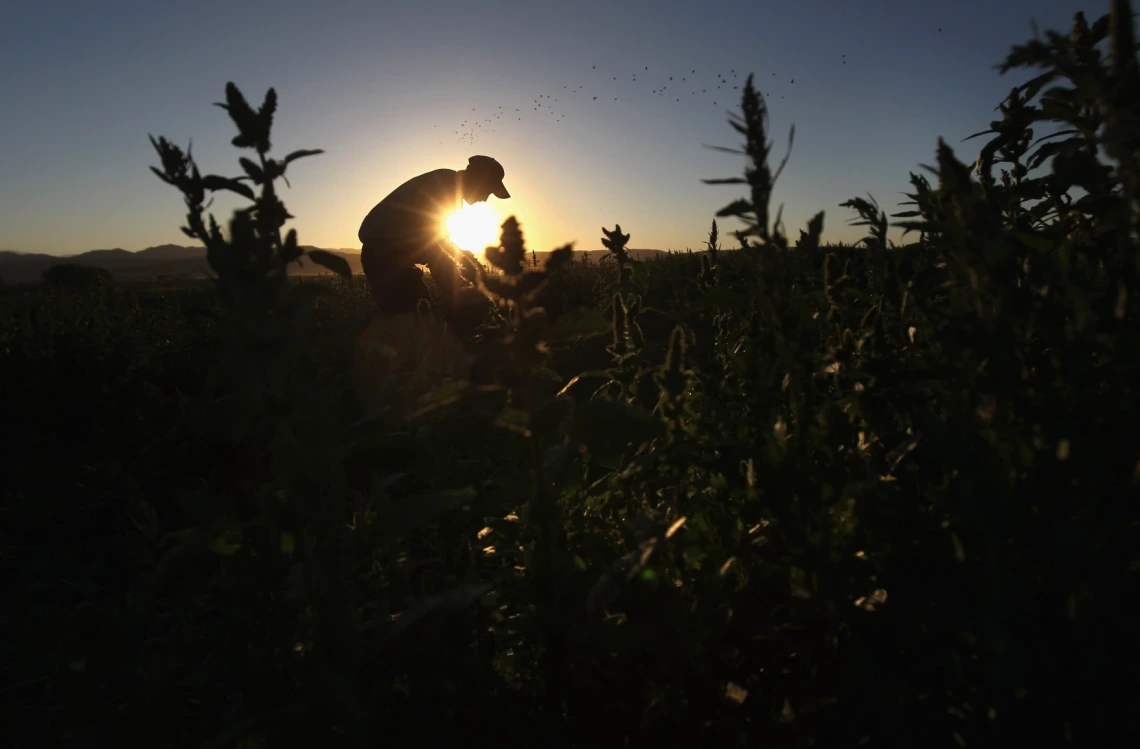 Image of a migrant farm worker from Mexico harvesting organic spinach.