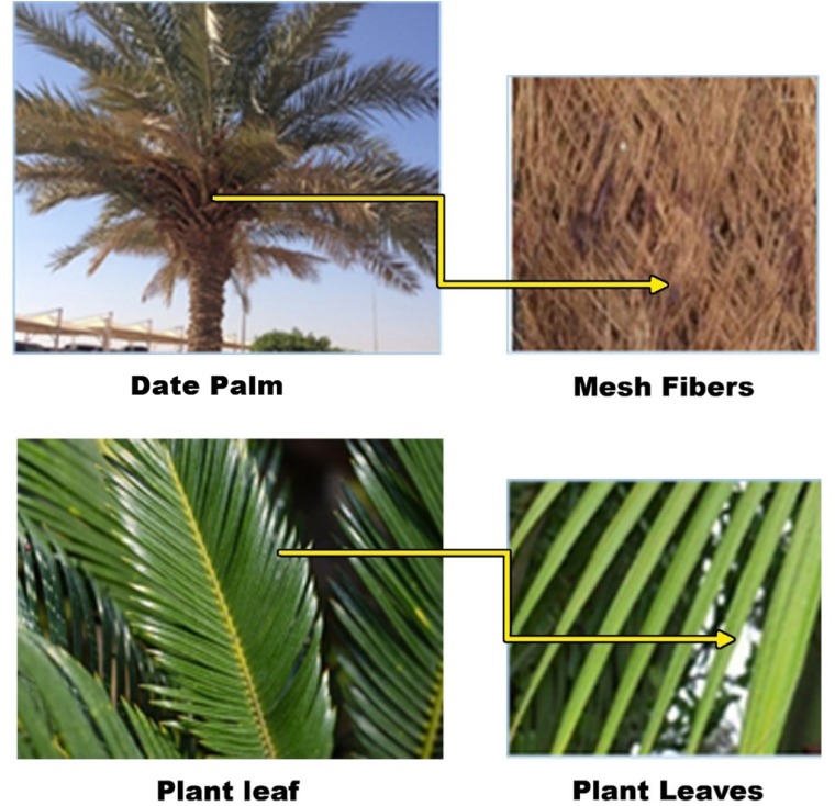 Date palm, plant leaf, and mesh fibers