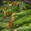 Image of crops