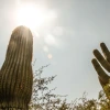 Saguaro cactus in the sun