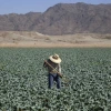 Image of an agricultural worker