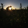 Image of a migrant farm worker from Mexico harvesting organic spinach.