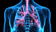 A stock image of a human respitory system 