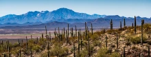 An image of the Sonoran Desert.