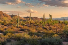 A stock image of an Arizona desert