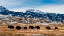 Group of Bison on a field. 